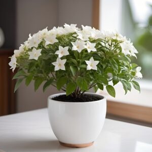 نبتة قوزمينا