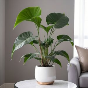 نبتة رجل الفيل