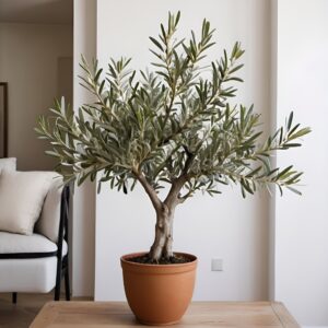 نبتة زيتون أوروبي