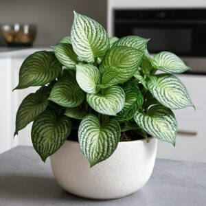 نبتة فيتونيا