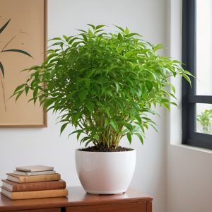 نبتة فيكس بنجامينا