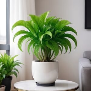 نبتة هيديرا خضراء