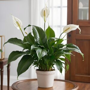 نبتة زنبق السلام