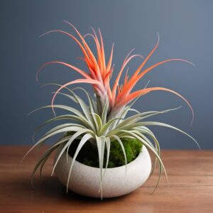 نبتة تيلاندسيا